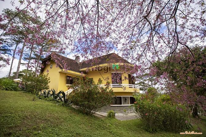 Hình ảnh Đất nền biệt thự view đồi thông, Nguyễn Hoàng F7 Đà Lạt