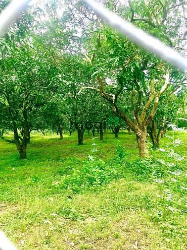 Hình ảnh Đất vườn + 100m thổ cư, vuông vức sẵn sổ, ngay KCN Định Quán