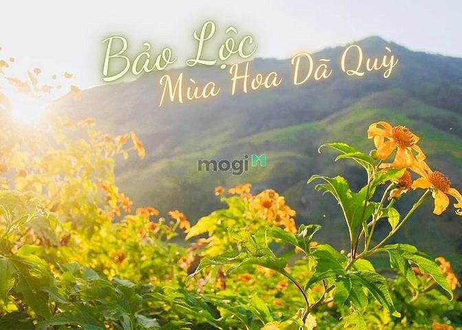 Hình ảnh Đất nền biệt thự Bảo Lộc giá rẻ