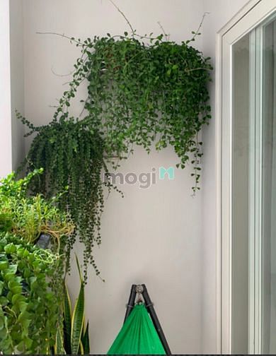 Hình ảnh Cần bán Mb6623 nạp rút nhanh chóng Flora Kikyo view thoáng mát, nội thất cơ bản