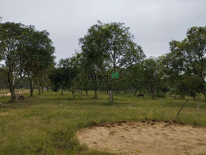 Hình ảnh Kẹt Vốn Làm Ăn, Cần Bán Đất Đường Nhựa MT20m Sát KCN