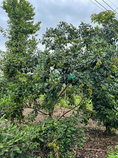 Hình ảnh Bán Mảnh Vườn Sinh Thái 1000m2 Đang Trồng Cây Ăn Trái