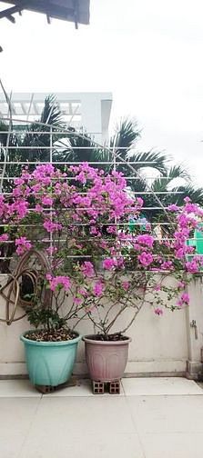 Hình ảnh Cho thuê nhà HXH 7m Vũ Tùng, Bình Thạnh;4x25m, 5PN;25tr/th