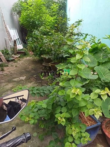 Hình ảnh Cần bán gấp đất THỔ CƯ đường Làng Tăng Phú Q9,hẻm 5m,60m2 giá 2tỷ9.