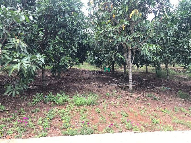 Hình ảnh Bán 130m2 thổ cư gần hồ trị an, đất dân chỉ 750tr bao sổ
