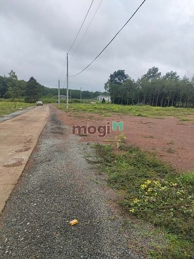 Hình ảnh Gần chợ Tân Phước, Đồng Phú. Em có 1 cặp 10x45 đường 19m, giá Trang MB66.COM Chính Thức - MB 66 Uy Tín