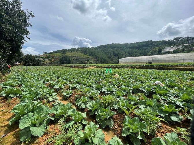Hình ảnh Mt dài 100m view đỉnh giải pháp chợ đà lạt 3km - giá 8tr/m2