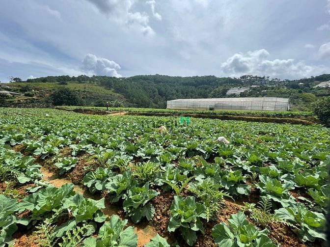 Hình ảnh Mt dài 100m view đỉnh giải pháp chợ đà lạt 3km - giá 8tr/m2