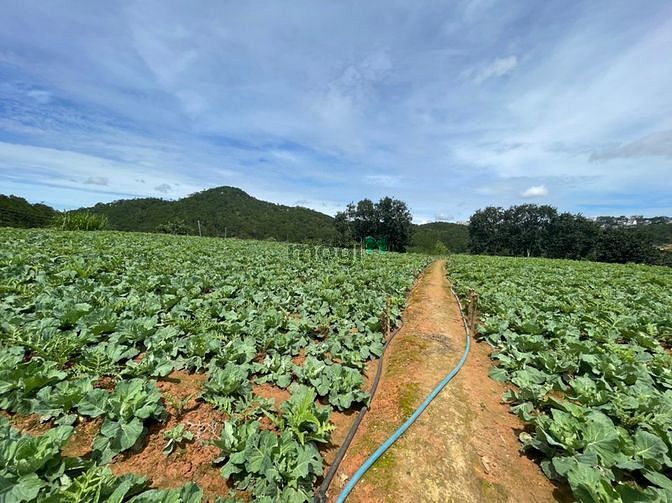 Hình ảnh Mt dài 100m view đỉnh giải pháp chợ đà lạt 3km - giá 8tr/m2