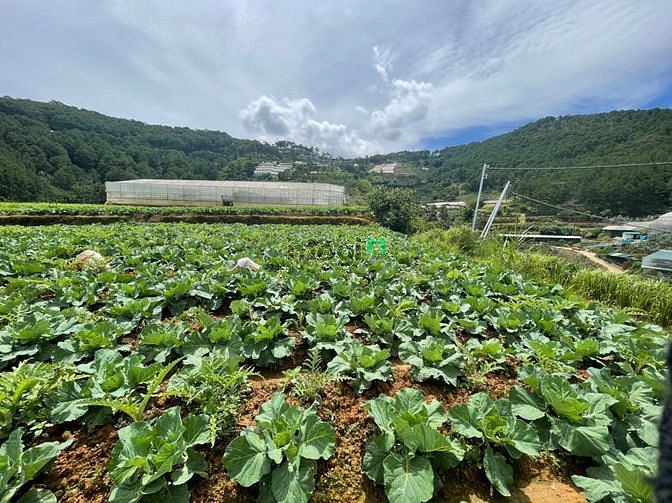 Hình ảnh Mt dài 100m view đỉnh giải pháp chợ đà lạt 3km - giá 8tr/m2
