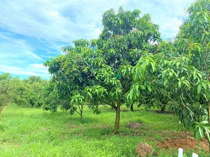 Hình ảnh Cần bán gấp 2 lô đất để về quê lập nghiệp
