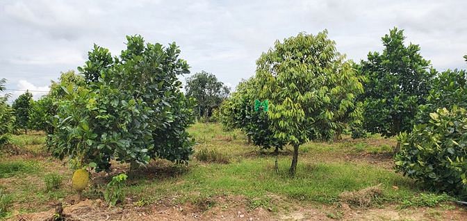 Hình ảnh Bán Đất Ở Suối Nho, Giáp Sông La Ngà, Dân Cư Đông Đúc