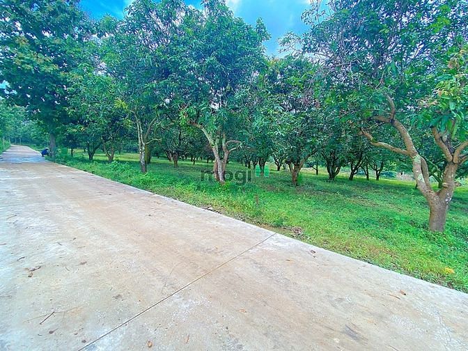 Hình ảnh Cần bán 1100m2 đất vườn xoài, có 100m2 đất thổ cư, SHR,CCCNN