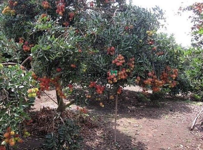 Hình ảnh Cần tiền mở trạng trại nên bán gấp lô đất do ba mẹ để lại