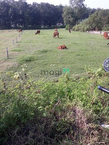 Hình ảnh Bán đất thổ + vườn dt 20 x 51 ở đức lập hạ ,đức hòa ,long an ,mặt