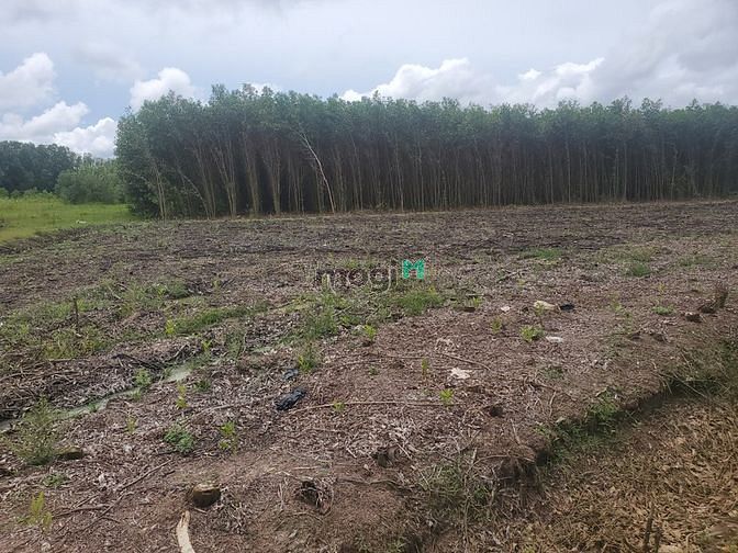Hình ảnh Bán 6 sào đất ở quê, gần chợ Sùng Nhơn, giá 770tr
