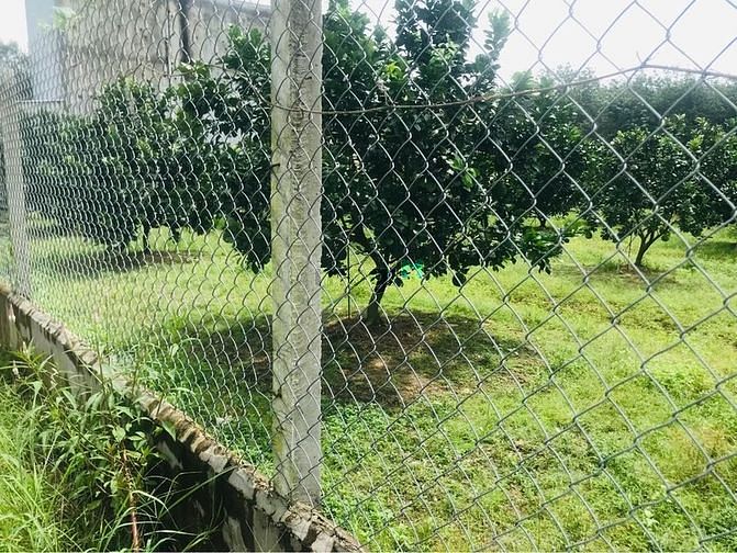 Hình ảnh bán lô đất lấy tiền cho em trai đi du học