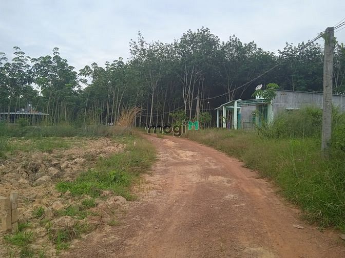 Hình ảnh Cần bán lô đất minh hòa dầu tiếng bình dương