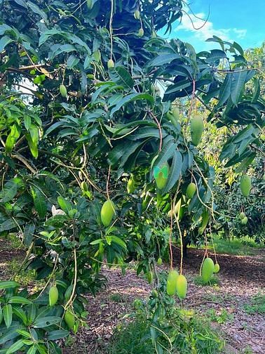 Hình ảnh bán gấp vườn xoài để lấy tiền kinh doanh