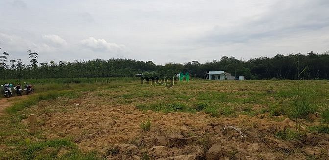 Hình ảnh Cần bán lô đất minh hòa dầu tiếng bình dương
