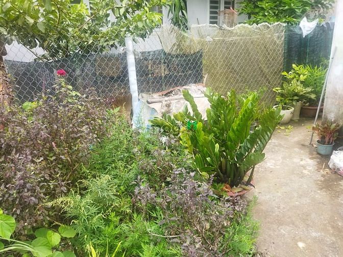 Hình ảnh Bán nhà cấp 4 ở Phú Lâm 100m2 full thổ cư, giá 800 triệu
