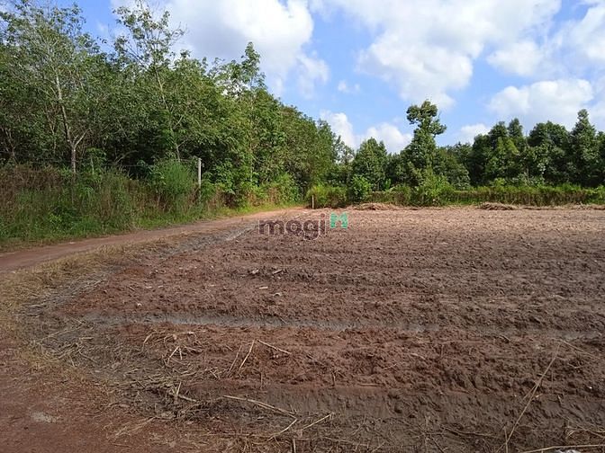 Hình ảnh Cần bán lô đất minh thạnh dầu tiếng bình dương
