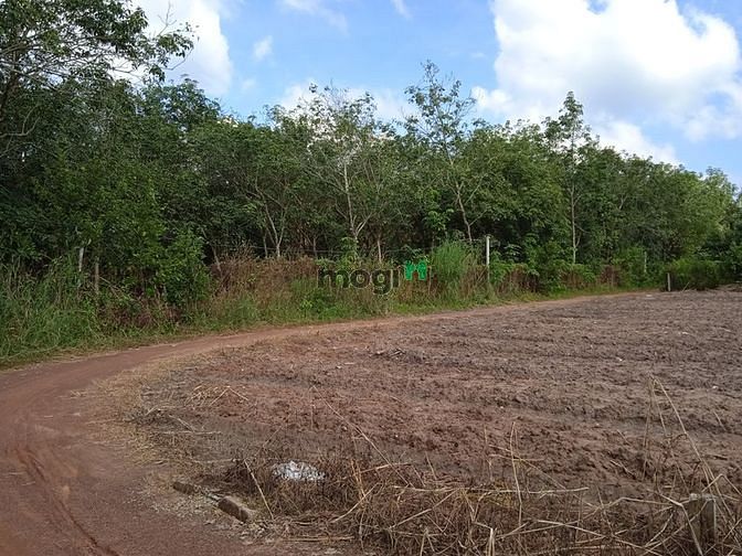 Hình ảnh Cần bán lô đất minh thạnh dầu tiếng bình dương