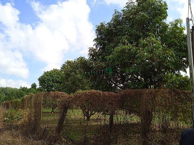 Hình ảnh Cần bán lô đất minh thạnh dầu tiếng bình dương