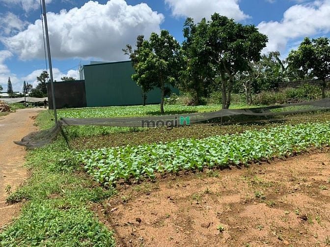 Hình ảnh Nền ngang 14 nở hậu Phường 2, Tp.Bảo Lộc. Sát Ql_20 có sẵn 200m2 TC