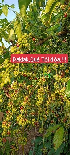 Hình ảnh 💥💥30Triệu 1m2,Ngô Chí Quốc,173,2m2(6mx29m) Chỉ 5tỷ 2.