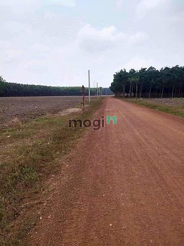 Hình ảnh Cần ra đi miếng đất 1000m2 có sổ hồng Phú Riềng- Bình Phước