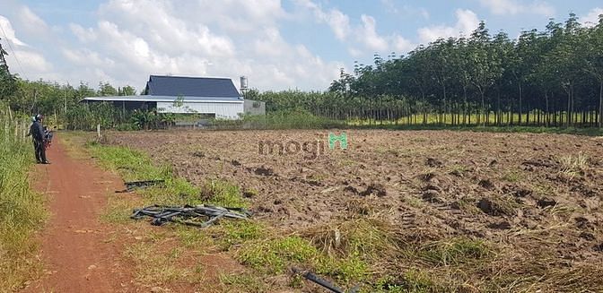 Hình ảnh 4 lô đất -ở xã Minh Thạnh - Dầu Tiếng - Bình Dương cách nhựa 50m