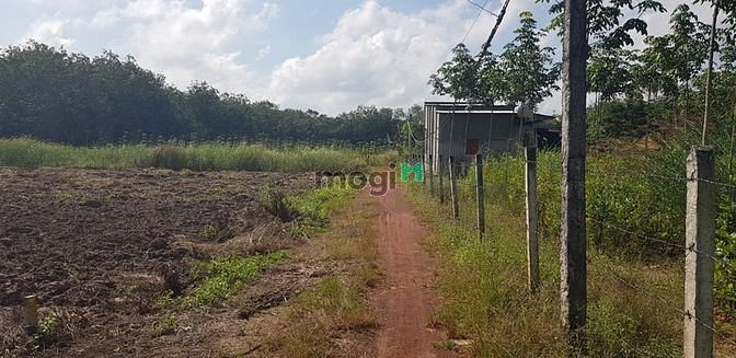 Hình ảnh 4 lô đất -ở xã Minh Thạnh - Dầu Tiếng - Bình Dương cách nhựa 50m