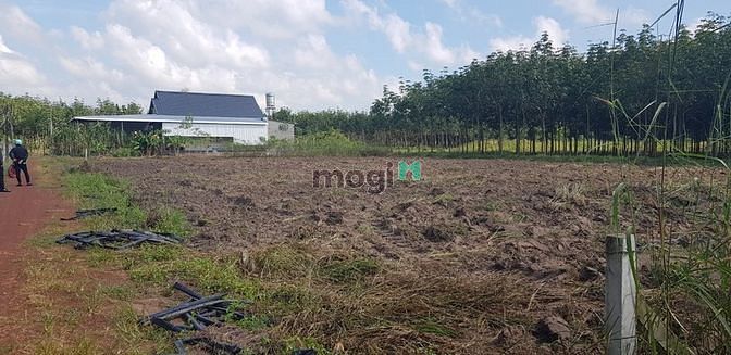 Hình ảnh 4 lô đất -ở xã Minh Thạnh - Dầu Tiếng - Bình Dương cách nhựa 50m
