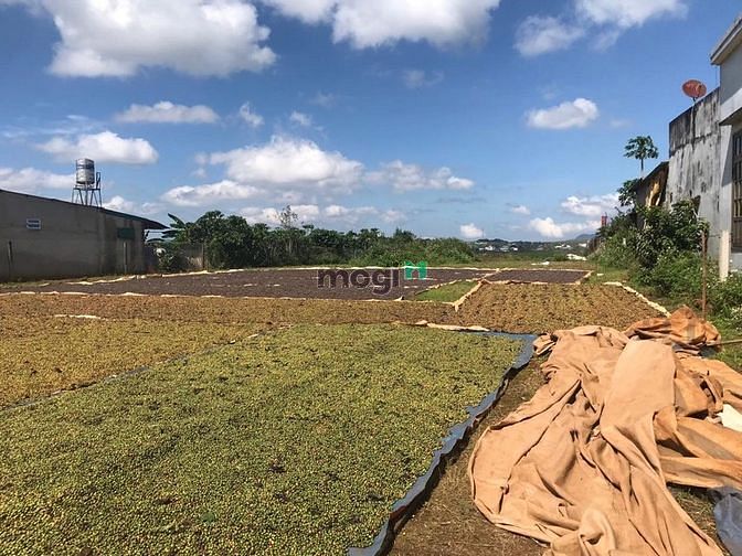 Hình ảnh Đất vuông vức ngang 16m có 200TC sát chợ Đại Lào, TP. Bảo Lộc