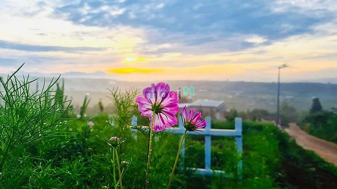Hình ảnh Bán đất hơn 1000m2 sổ hồng riêng, thổ cư đầy đủ tại Đan Phượng Lâm Hà