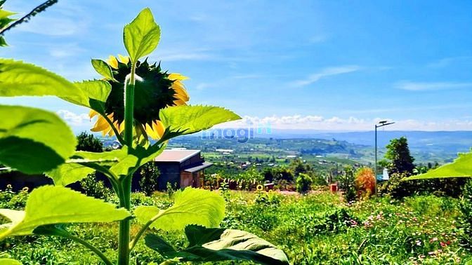 Hình ảnh Đất view mây đồi xã Đan Phượng, Lâm Hà-vị trí nghỉ dưỡng giá 1 không 2