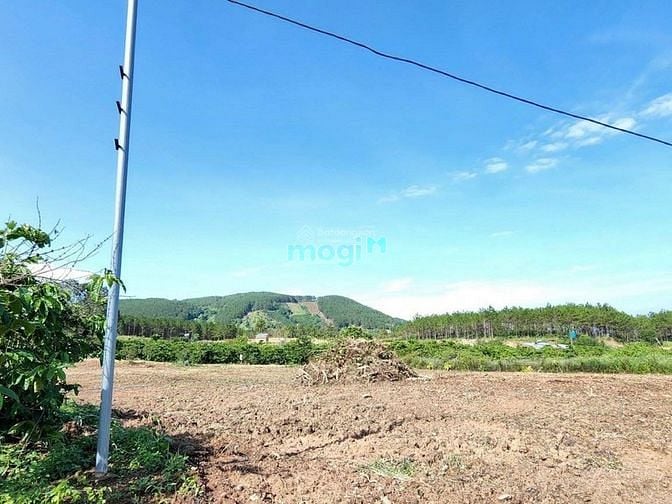 Hình ảnh Bán 2 sào Lộc Thành, TP. Bảo Lộc. Mới làm đường bê tông, bao lên thổ c