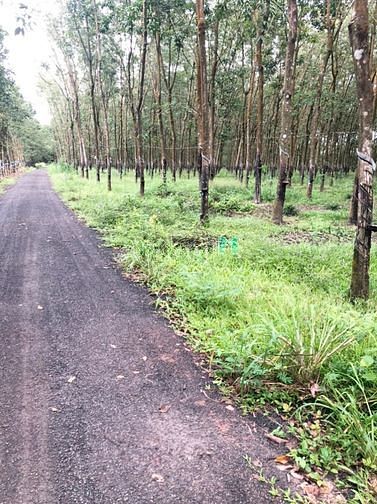 Hình ảnh Bán gấp hơn 2000m2 đất Phú Riềng, Bình Phước,chỉ 460tr/ sổ sẵn.