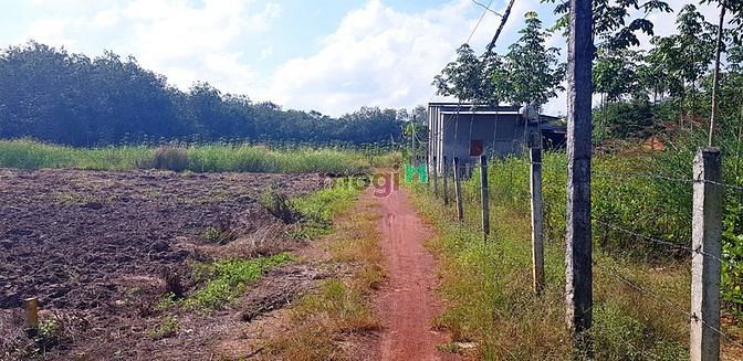 Hình ảnh cần ra gấp 4 lô Minh Thạnh -Dầu Tiếng  cách dt749 chỉ 300m