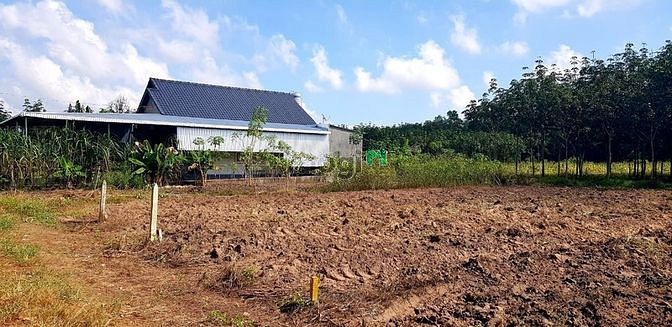 Hình ảnh cần ra gấp 4 lô Minh Thạnh -Dầu Tiếng  cách dt749 chỉ 300m