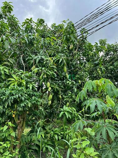 Hình ảnh Bán đất tặng luôn nhà cấp 4 ở trung tâm Định Quán