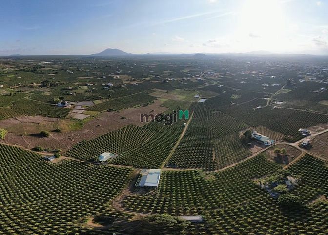 Hình ảnh Cần tiền bán lô đất 21913m2, 3 MT, Hoà Thắng, Bắc Binh, Bình Thuận.