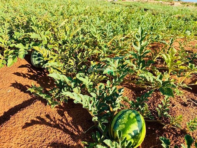 Hình ảnh Cần tiền bán lô đất 21913m2, 3 MT, Hoà Thắng, Bắc Binh, Bình Thuận.