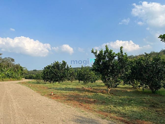 Hình ảnh Đất Vườn Ngay Tuyến 65M Becamex Đồng Phú