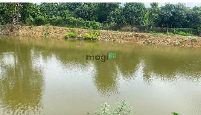 Hình ảnh Thâm nợ cần bán hơn 1 xào đất trồng xoài như hình có 100m2 đất thổ cư