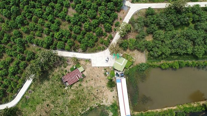 Hình ảnh Thâm nợ cần bán hơn 1 xào đất trồng xoài như hình có 100m2 đất thổ cư