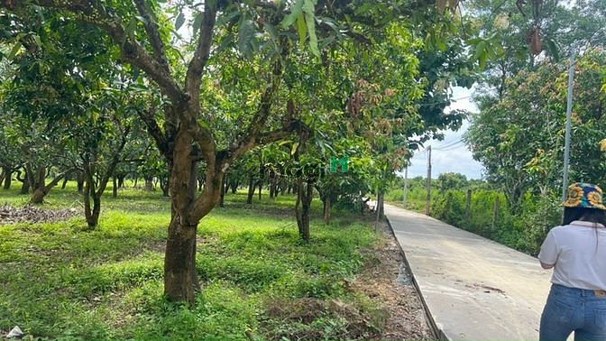 Hình ảnh Thâm nợ cần bán hơn 1 xào đất trồng xoài như hình có 100m2 đất thổ cư