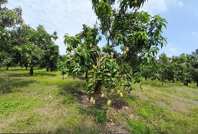 Hình ảnh Gia đình đỗ vỡ cần bán mảnh vườn chia đôi tài sản