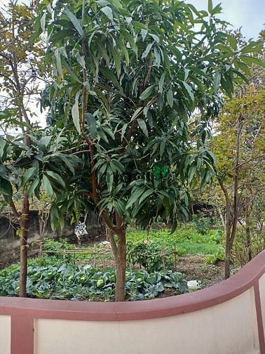 Hình ảnh Bán mảnh đất mặt phố Trần Duy Hưng 1000m2